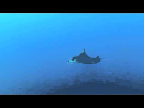 Manta Ray in the Chagos archipelago