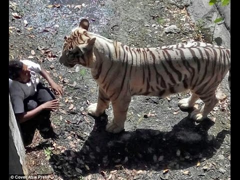 Foreign Media on White Tiger Killing Man in Delhi Zoo