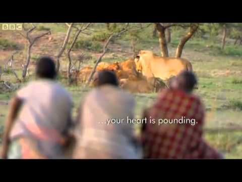 Men stealing meat from lions.flv