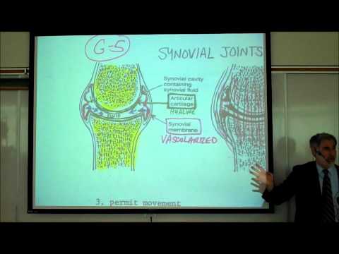 ARTHROLOGY; THE JOINTS OF THE BODY; PART 1 by Professor Fink