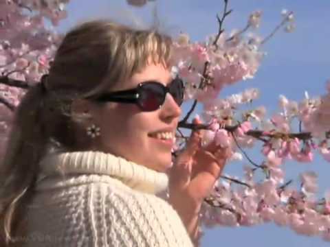 Cherry Blossoms in Full Bloom in Washington, DC