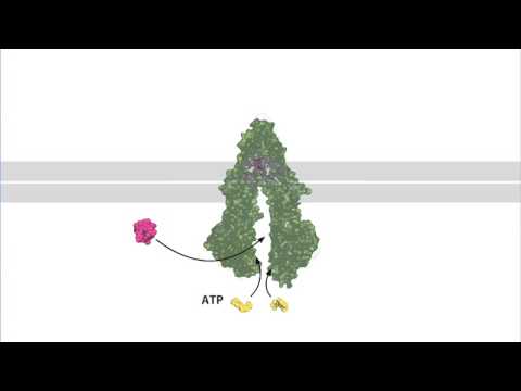 Drug Export by the Multi Drug Resistance Pump