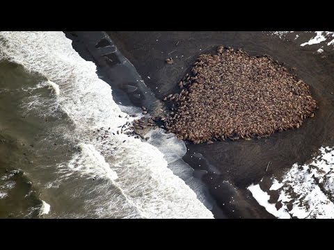 35,000 Walruses Come Ashore in Alaska: BREAKING NEWS