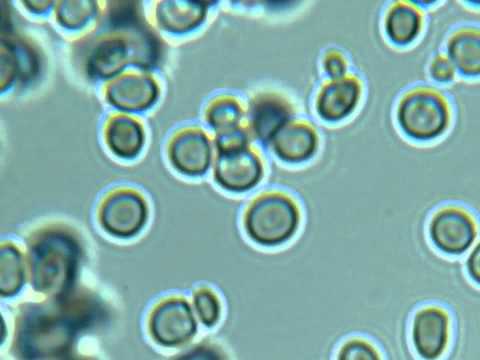 Budding Yeast - Time-lapse