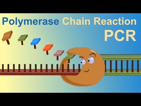 PCR (Polymerase Chain Reaction)