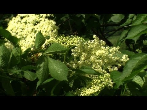 Elderflowers help Romania's rural economy blossom