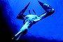 A wandering albatross, caught on a longline hook, is dragged under water.