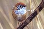 The Mallee Emu Wren.