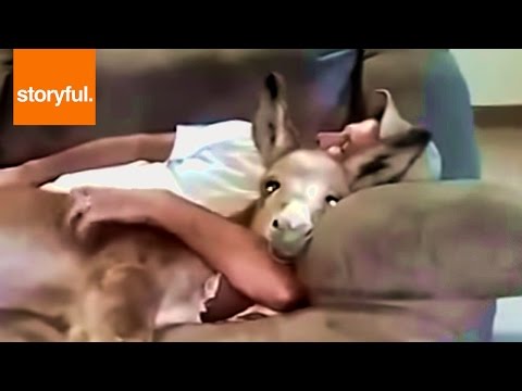 House donkey lies on the couch with human friend