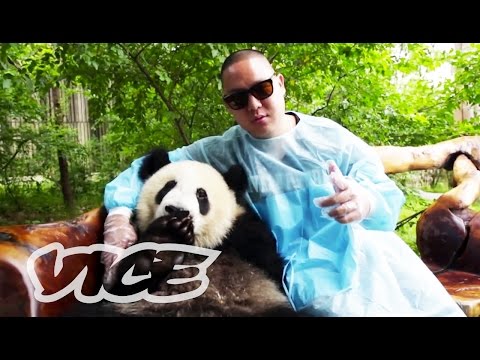 The Human Panda is Back: Latest on VICE (October 25, 2014)