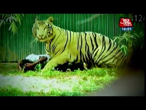 White tiger kills youth in Delhi zoo