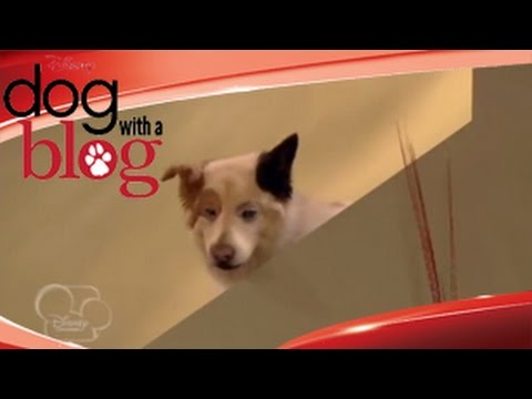 Dog With A Blog - Stan Of The House - Disney Channel Official