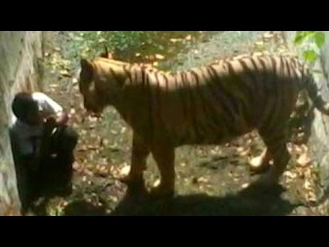 Youth attacked by Tiger in Delhi zoo