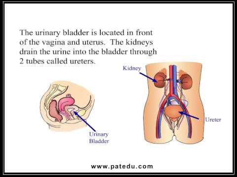 Ovarian Cancer