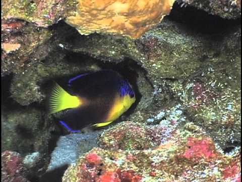 Nahacky's angelfish at Johnston Atoll