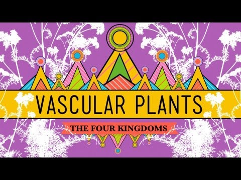 Vascular Plants = Winning! - Crash Course Biology #37