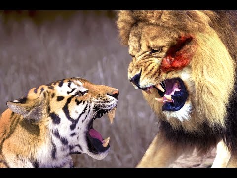 Lion vs Tiger (Only Real Fight) - One Will Die