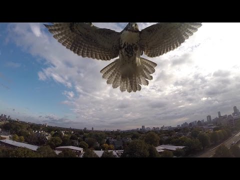 Hawk Attacks Quadcopter!