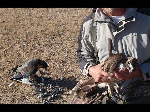 Peregrine Falcon attacked by Redtail Hawk