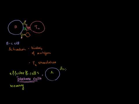 review of b cells   cd4  t cells and cd8  t cells