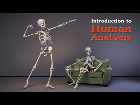 Introduction to Human Anatomy for Artists