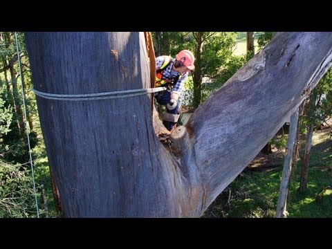 Alfred Nicholas Gardens Tree Removal