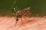 Scientists from ANU have discovered a fatal weakness of the malaria parasite. 