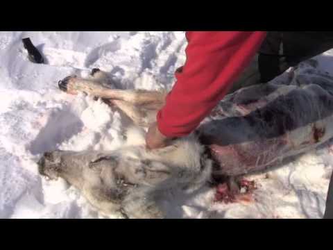 Inuit Survival - How to Prepare Caribou Quickly