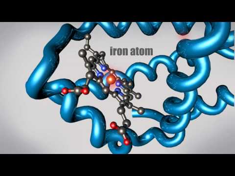 What is a Protein? Learn about the 3D shape and function of macromolecules