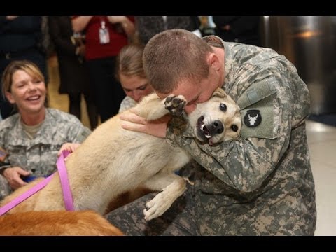 Dogs Welcoming Soldiers Home Compilation 2012 [HD]