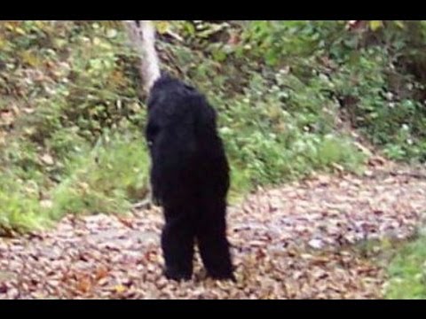 The Government Cover-Up of Bigfoot Documentary