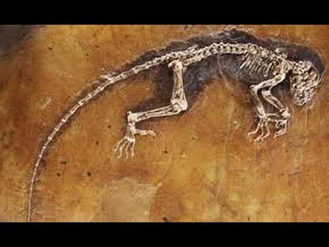 EVOLUTION - THE LINK TO OUR PAST (Documentary) History/science/Darwin