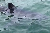 Great white in Lake Macquarie (Thumbnail)