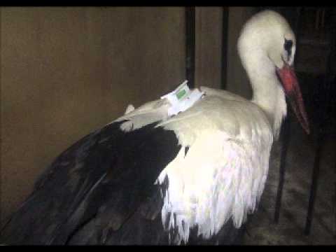 Suspected Spy Bird Detained By Egyptian Authorities