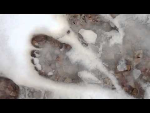 Big foot in rapid city South Dakota