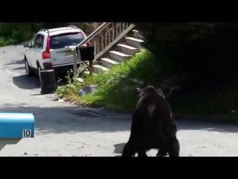 Bear Fight Rockaway NJ Aug 14 2014