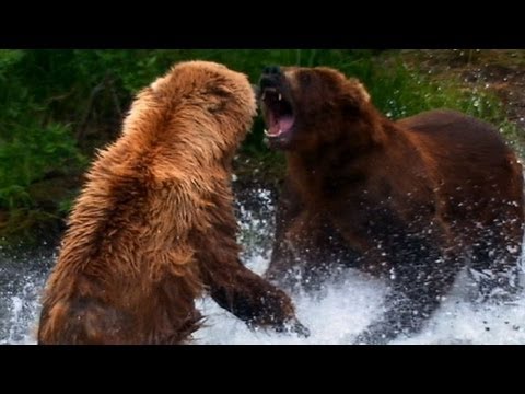 World's Deadliest - Grizzly Bear Attacks Prey