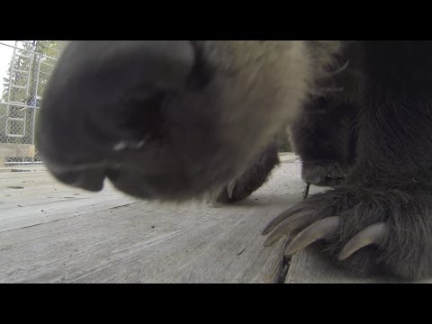 GoPro: Death by Grizzly Bear