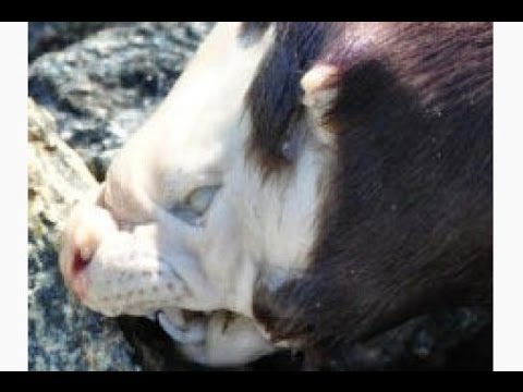 New Hybrid Bears [Full Documentary]