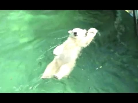 Funny And Cute Bears Acting Like Humans Compilation 2014 [NEW]