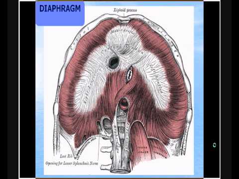 NET PROGRAM 63  \CORE ANATOMY  1.wmv