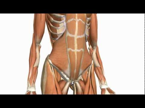 Muscles of the Anterior Abdominal Wall - 3D Anatomy Tutorial