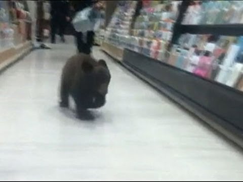 Raw: Bear Cub Strolls Through Oregon Drug Store