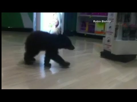 Bear Cub Ventures Into Oregon Rite Aid