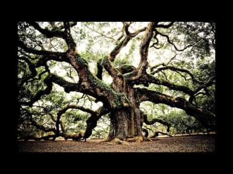 Trees Slideshow - Ras Batch feat. NiyoRah