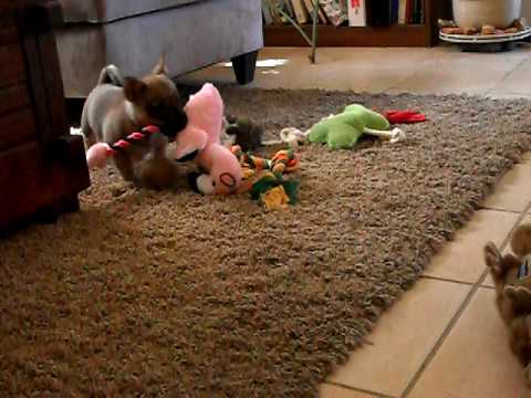 8 week old Swedish Vallhund Puppy, Shayna, enjoying her toys.