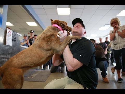 Veteran reunited with bomb-sniffing dog