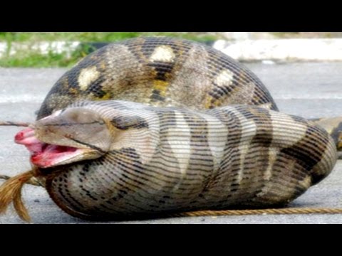 Man Eaten Alive by Anaconda for Discovery Channel (Redsilverj)