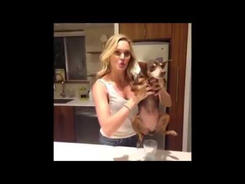 pet and animal vine compilation 2014 - funny animals