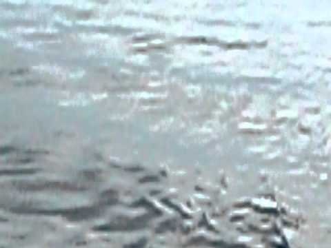 dolphin sighting at Camotes Sea (Cebu-Hilongos Area).AVI